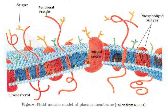 solved-plasma-membrane-is-made-up-of-which-organic-molecules-self